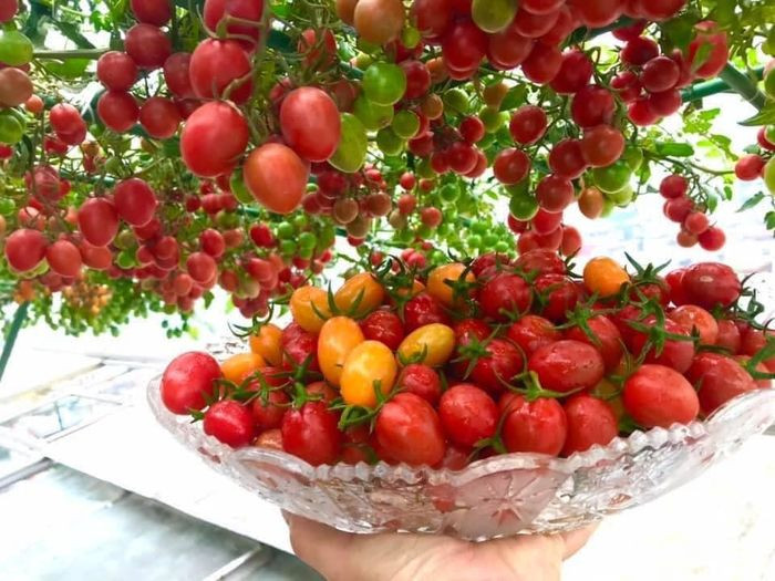 Vườn cà chua trĩu quả của chị Hương khiến ai nấy đề xuýt xoa.