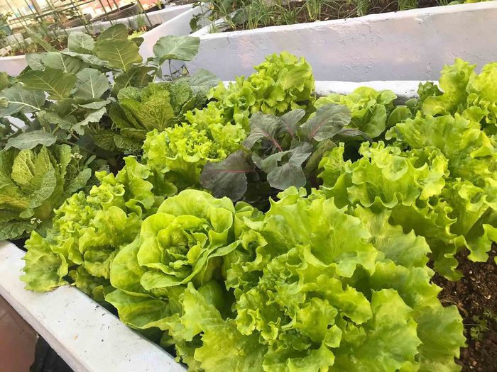 Xà lách mọc thành từng bụi to xanh tươi, mướt mắt.