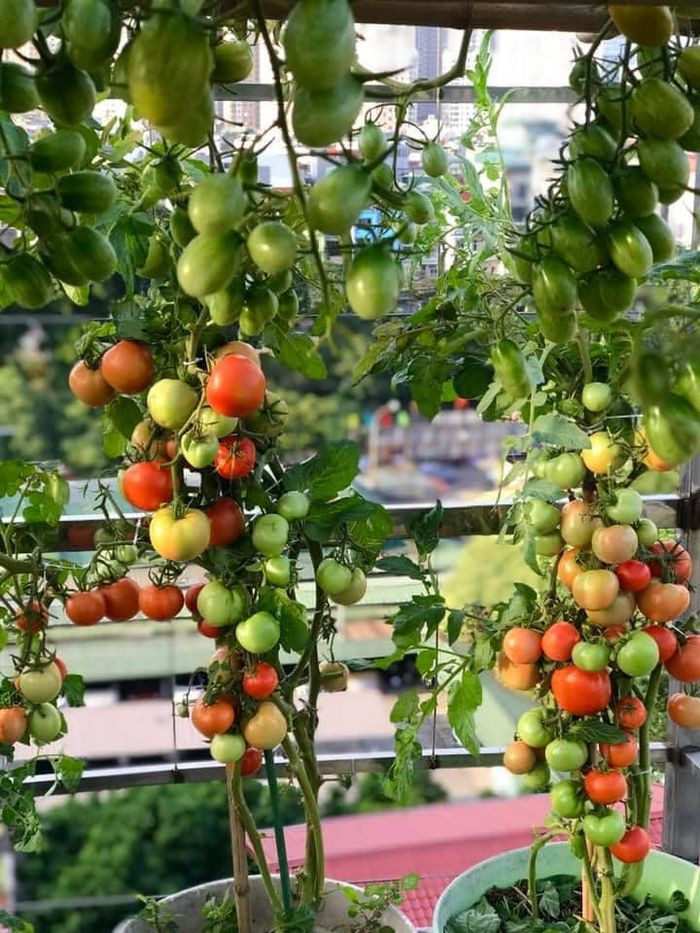 Mới đây, chị Hương khoe giàn cà chua bi sai chi chít khiến nhiều người không khỏi tròn mắt ngạc nhiên.