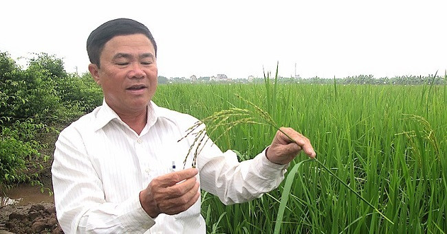 Chia sẻ trên Dân Việt, ông Hà Minh Đức, trú tại xã Hải Toàn (Hải Hậu, Nam Định) cho biết, hạt gạo này mang trong mình giá trị văn hóa cổ truyền hơn là một loại lương thực thuần túy. Ảnh: Dân Việt.