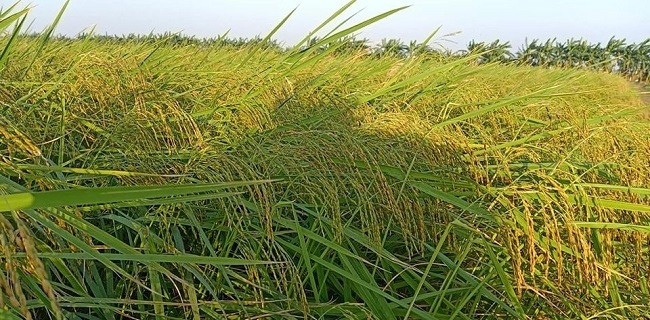 Khi có khách đặt hàng thì mang ra xay xát rồi đóng bao, hút chân không để giữ được hương vị một cách tốt nhất. Ảnh: Dân Việt.