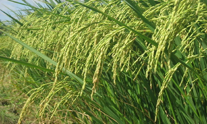 Gạo tám xoan bao tử được trồng hữu cơ tại đất gạo Hải Hậu (Nam Định) dưới sự kiểm tra và chuyển giao công nghệ của viện khoa học công nghệ việt Nam. Ảnh: Khoa học &amp; phát triển.