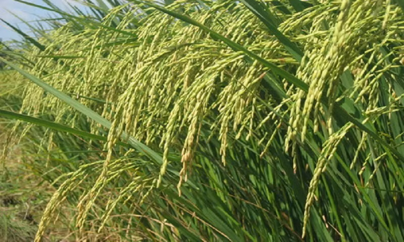 Gạo tám xoan bao tử được trồng hữu cơ tại đất gạo Hải Hậu (Nam Định) dưới sự kiểm tra và chuyển giao công nghệ của viện khoa học công nghệ việt Nam. Ảnh: Khoa học &amp; phát triển.