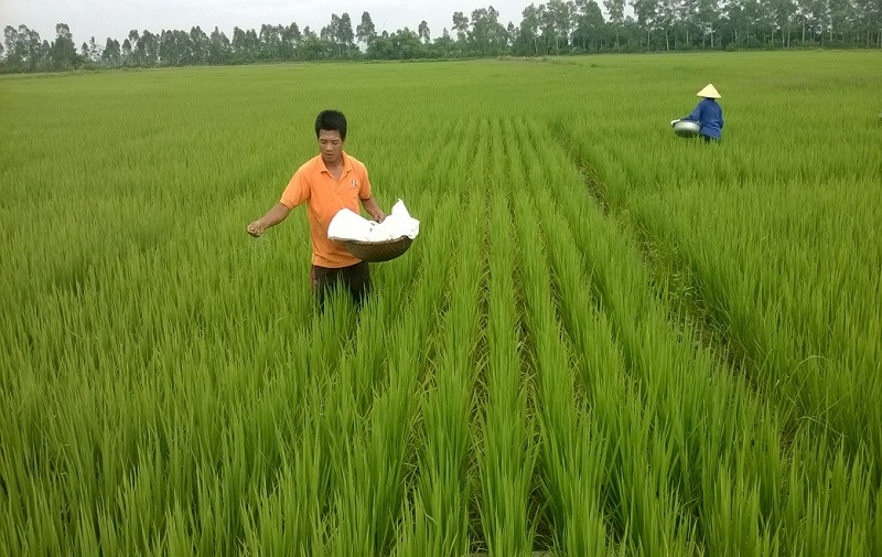 Không phun thuốc hóa học, người trồng tự chế “thuốc vi sinh” để phun lúa bằng giấm, cơm mẻ, ớt, tỏi...Ảnh: Sở hữu trí tuệ.