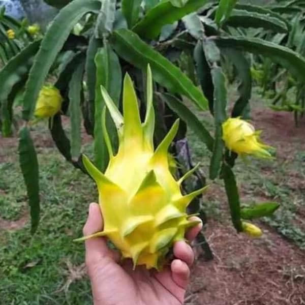 Mỗi mỗi quả thanh long ruột thạch nặng khoảng 500-900gram. Nguồn ảnh: Facebook.