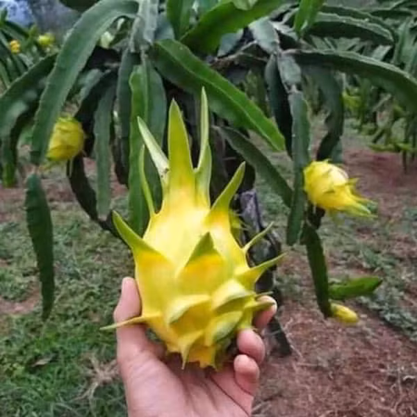 Mỗi mỗi quả thanh long ruột thạch nặng khoảng 500-900gram. Nguồn ảnh: Facebook.