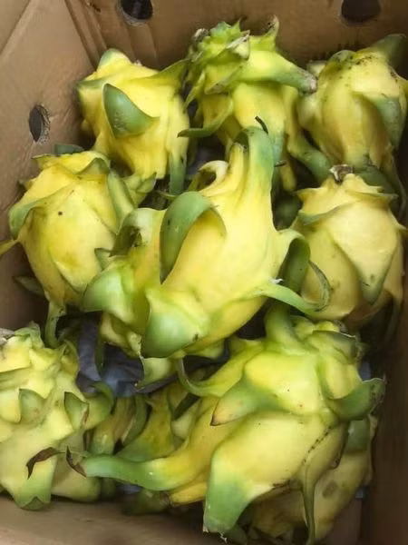 Tuy nhiên, năm nay mới là vụ thu hoạch đầu tiên, số lượng thanh long vàng ruột thạch còn rất ít. Mỗi lần chị chỉ nhập được khoảng 20kg và vào những ngày tuần rằm.