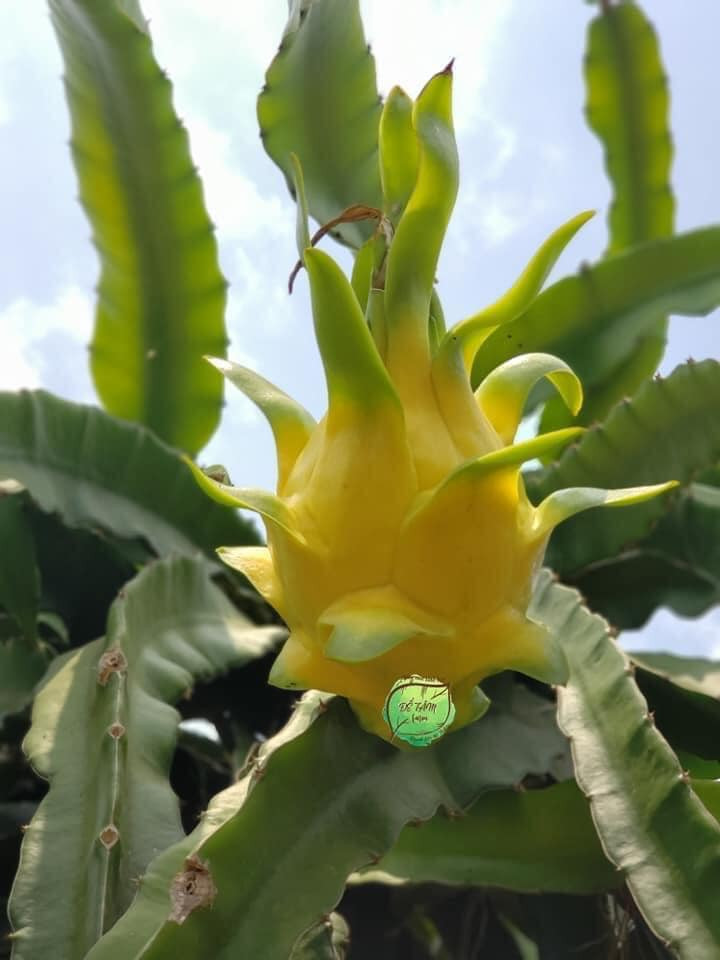 Nếu như thanh long thông thường chỉ có giá từ 10.000 - 30.000 đồng/kg thì loại thanh long độc lạ này có giá từ 90.000 - 100.000 đồng/kg vẫn "cháy hàng".