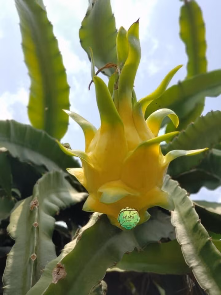 Nếu như thanh long thông thường chỉ có giá từ 10.000 - 30.000 đồng/kg thì loại thanh long độc lạ này có giá từ 90.000 - 100.000 đồng/kg vẫn "cháy hàng".