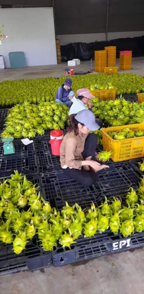 Chị Trang (chủ một cửa hàng trái cây ở Hà Nội) cho biết bắt đầu nhập loại thanh long độc lạ này cách đây khoảng 1 tháng tại vườn trồng ở Gia Lai.