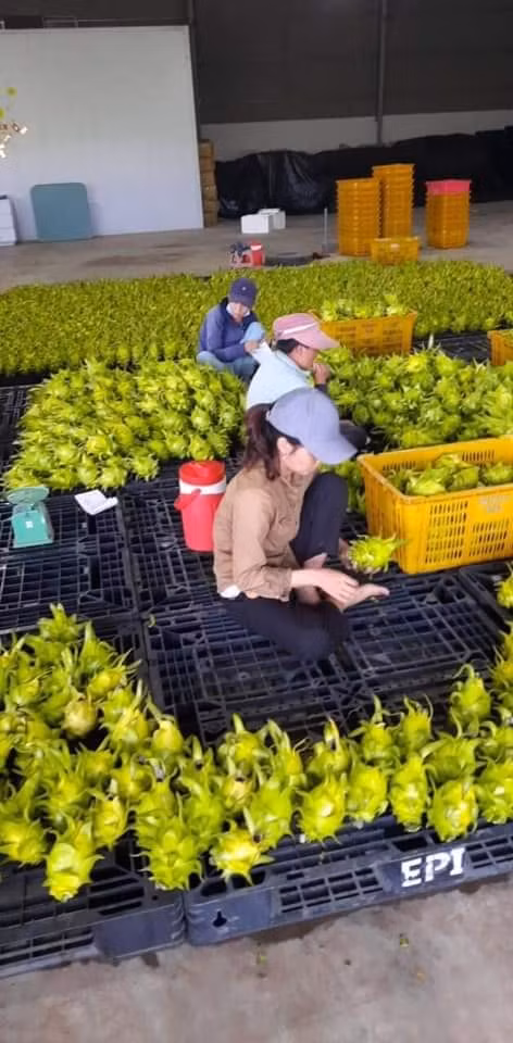 Chị Trang (chủ một cửa hàng trái cây ở Hà Nội) cho biết bắt đầu nhập loại thanh long độc lạ này cách đây khoảng 1 tháng tại vườn trồng ở Gia Lai.