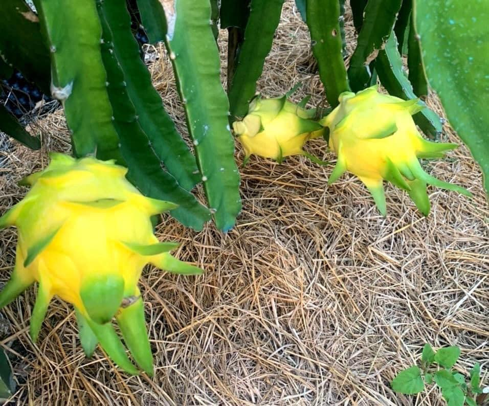 Chị Trang cũng mới nhập được vài chuyến. Mặc dù giá cao nhưng khách thấy lạ nên vẫn mua. Nhiều lần, chị không đủ hàng để bán cho khách.