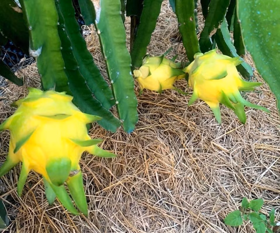 Chị Trang cũng mới nhập được vài chuyến. Mặc dù giá cao nhưng khách thấy lạ nên vẫn mua. Nhiều lần, chị không đủ hàng để bán cho khách.