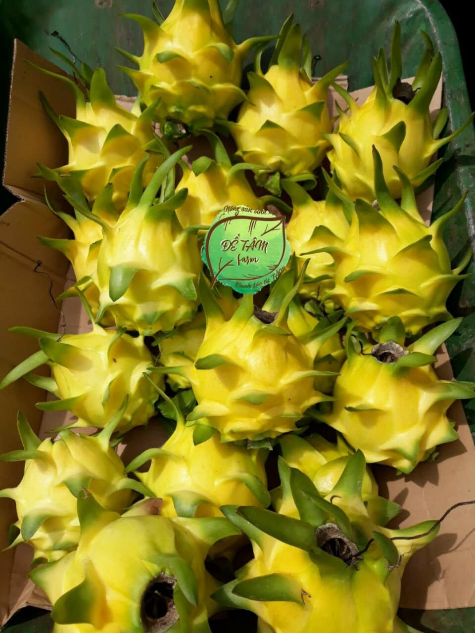 Theo người bán, đây là giống thanh long quý hiếm, được trồng ở Pleiku, Gia Lai.