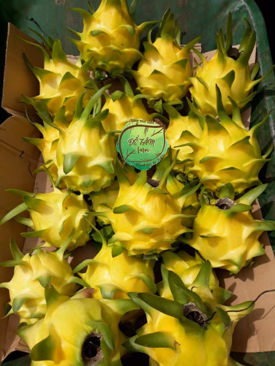 Theo người bán, đây là giống thanh long quý hiếm, được trồng ở Pleiku, Gia Lai.