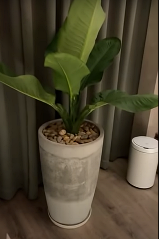 Cây xanh trang trí trong phòng có phong cách như khách sạn.