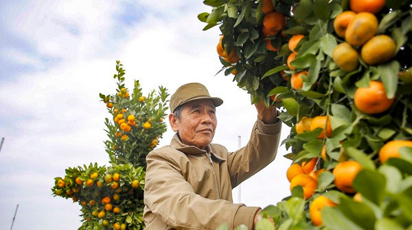 Theo ông Thành, loại cây này chỉ ra hoa một lần trong năm vào khoảng cuối tháng Giêng. Ảnh: Infonet.