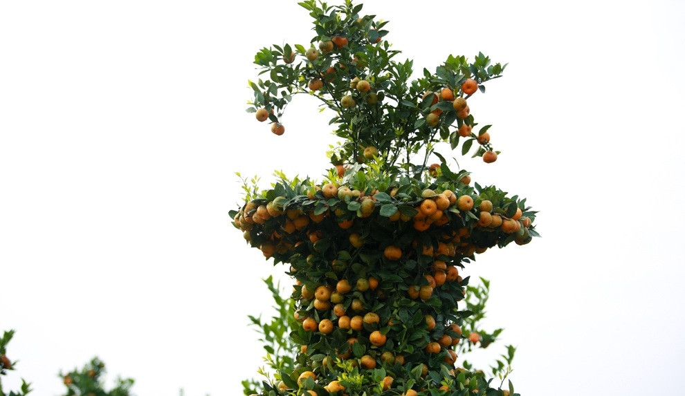 Bởi, quýt lục bình ngoài giá thành cao, khi mua về chơi chỉ được từ Tết đến hết tháng 3. Ảnh: Pháp luật &amp; xã hội