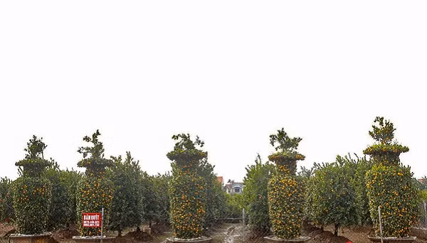 Ngam quyt luc binh hang chuc trieu cho khach choi Tet Tan Suu