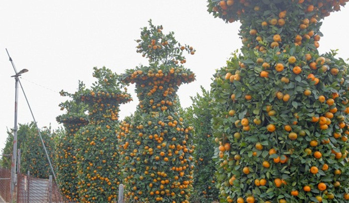 Theo đó, cây quýt đủ điều kiện tạo thế lục bình phải là cây già từ 3 - 5 năm, có tán rộng. Thời gian tạo thế mỗi cây quýt lục bình phải mất từ 4 - 5 ngày. Ảnh: Tiền phong