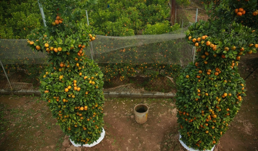 Với quýt lục bình, chỉ những người biết chơi và có tiền mới chơi được. Ảnh: Pháp luật &amp; xã hội