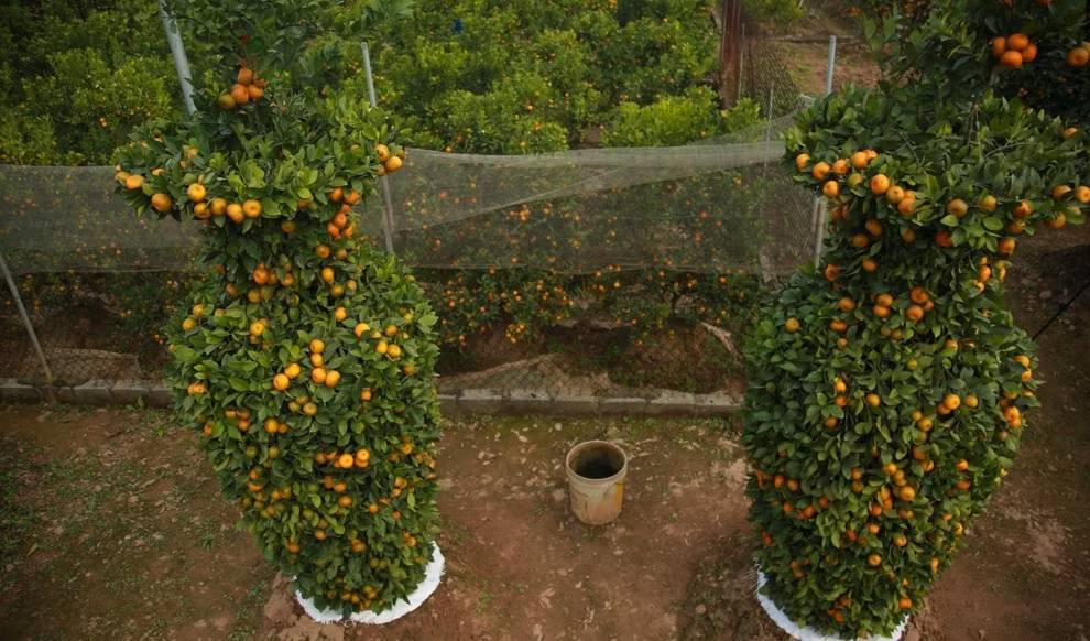 Với quýt lục bình, chỉ những người biết chơi và có tiền mới chơi được. Ảnh: Pháp luật &amp; xã hội