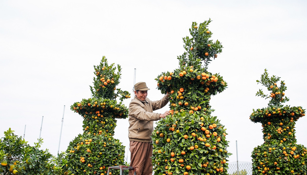 Năm ngoái, ông Thành được 50 triệu đồng/cặp quýt lục bình nhưng năm nay chỉ bán được với giá 20-24 triệu đồng/cặp do ảnh hưởng bởi dịch COVID-19. Ảnh: Người đưa tin