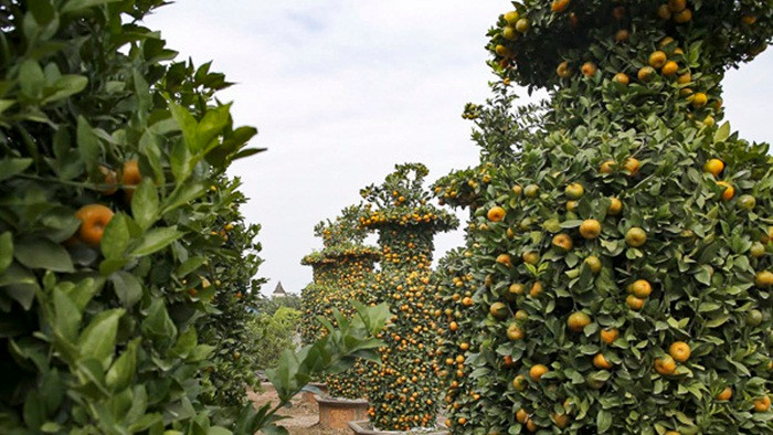 Cả khu vườn nhà nghệ nhân Thành có khoảng 400 gốc quýt những chỉ chọn lọc và tạo dáng lục bình thành công khoảng 30 gốc. Bởi lẽ, không phải cây quýt nào cũng có thể gò thành công thế lục bình. Ảnh: Infonet