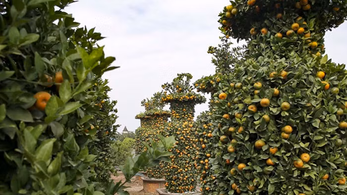 Cả khu vườn nhà nghệ nhân Thành có khoảng 400 gốc quýt những chỉ chọn lọc và tạo dáng lục bình thành công khoảng 30 gốc. Bởi lẽ, không phải cây quýt nào cũng có thể gò thành công thế lục bình. Ảnh: Infonet