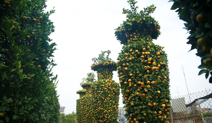 Một cặp quýt lục bình đẹp không chỉ đáp ứng tiêu chí cân đối về hình dáng, mà quả phải mọng, vàng, lá tươi xanh, có cả quả xanh và lộc non, thể hiện sự sinh sôi, phát triển. Ảnh: Pháp luật &amp; xã hội