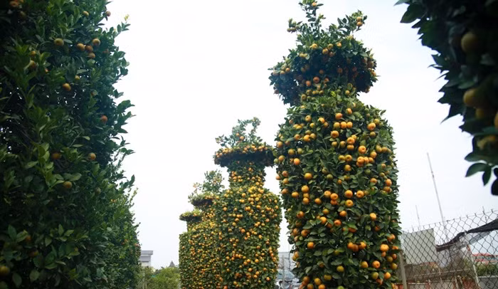 Một cặp quýt lục bình đẹp không chỉ đáp ứng tiêu chí cân đối về hình dáng, mà quả phải mọng, vàng, lá tươi xanh, có cả quả xanh và lộc non, thể hiện sự sinh sôi, phát triển. Ảnh: Pháp luật &amp; xã hội