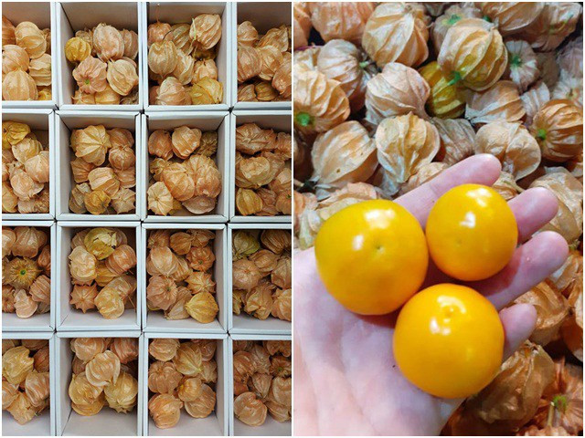 Thời gian gần đây, quả tầm bóp được bán tại nhiều siêu thị, cửa hàng trái cây đặc sản Việt Nam với giá từ 300.000 - 400.000 đồng/kg. Ảnh: Internet.