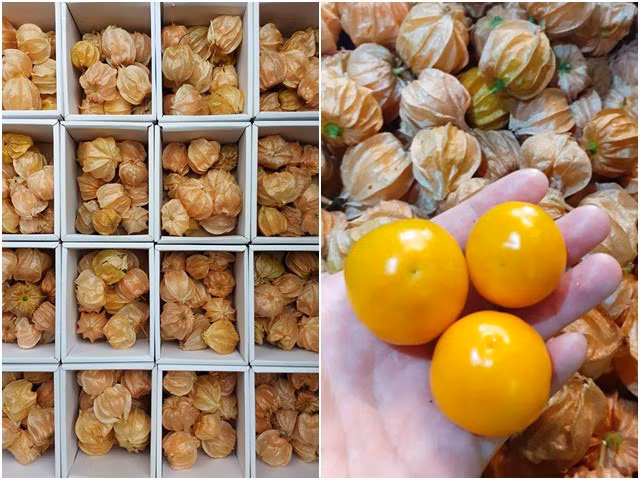 Thời gian gần đây, quả tầm bóp được bán tại nhiều siêu thị, cửa hàng trái cây đặc sản Việt Nam với giá từ 300.000 - 400.000 đồng/kg. Ảnh: Internet.