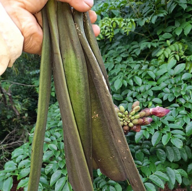 Vốn là cây dại trên rừng được bà con đưa về trồng làm trụ tiêu hoặc hàng rào, thời gian gần đây, quả núc nác trở thành đặc sản của các nhà hàng, khách sạn, được nhiều thương lái săn lùng. Ảnh: PhunuVietnam