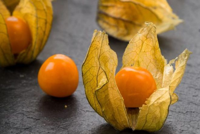 Nhiều người giật mình không nghĩ rằng trái dại mọc hoang đầy ở các vùng quê lại được bán với giá đắt như vậy. Ảnh: Physalisvn