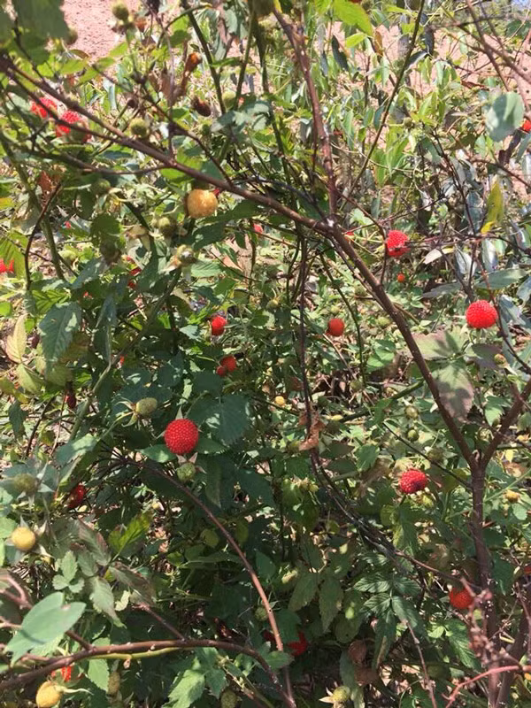 Mâm xôi (hay còn gọi phúc bồn tử) là cây mọc hoang ở một số rừng thuộc tỉnh phía Bắc nước ta. Đầu tháng 2 Âm lịch, người dân vào rừng hái về ăn và đem bán cho các tiểu thương. Ảnh: Dân Việt.