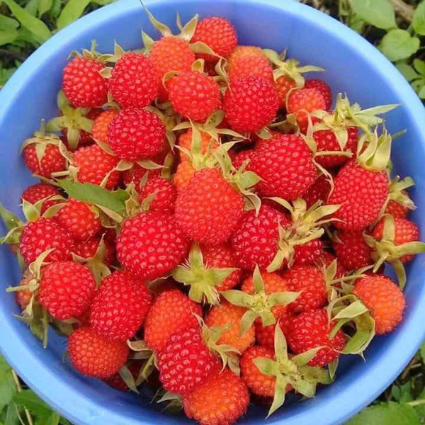 Mâm xôi hái trong rừng sẽ to nhỏ lẫn lộn, không đều tăm tắp như hàng trồng. Ăn có mùi thơm, vị thanh và hơi chua. Ảnh: Dân Việt.