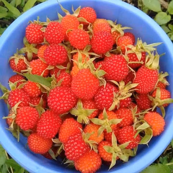 Mâm xôi hái trong rừng sẽ to nhỏ lẫn lộn, không đều tăm tắp như hàng trồng. Ăn có mùi thơm, vị thanh và hơi chua. Ảnh: Dân Việt.