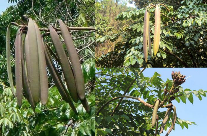 Núc nác là quả của một loại cây rừng cao hàng chục mét, trái dài và dẹp như trái phượng vĩ. Ảnh: Internet