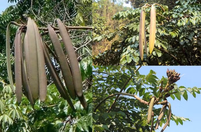 Núc nác là quả của một loại cây rừng cao hàng chục mét, trái dài và dẹp như trái phượng vĩ. Ảnh: Internet