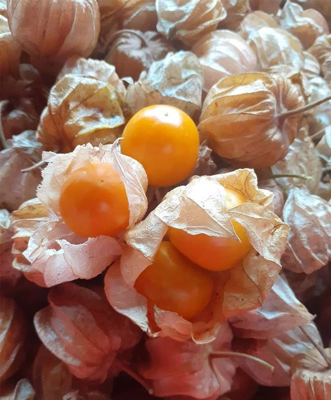 Theo người bán, loại tầm bóp bán tại cửa hàng là giống Nam Mỹ, được trồng hữu cơ ở Lâm Đồng. Quả to đều về kích thước, da vàng ươm. Ảnh: Internet.