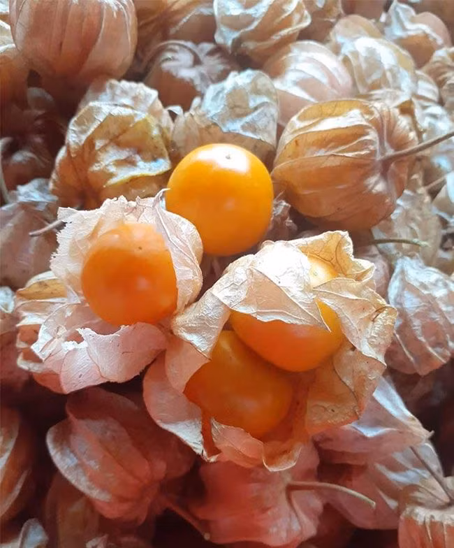 Theo người bán, loại tầm bóp bán tại cửa hàng là giống Nam Mỹ, được trồng hữu cơ ở Lâm Đồng. Quả to đều về kích thước, da vàng ươm. Ảnh: Internet.