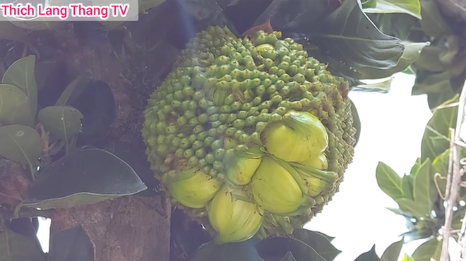 Quả mít hình dáng kỳ dị. Múi bên trong còn lòi hết ra ngoài, chuyển sang màu xanh.