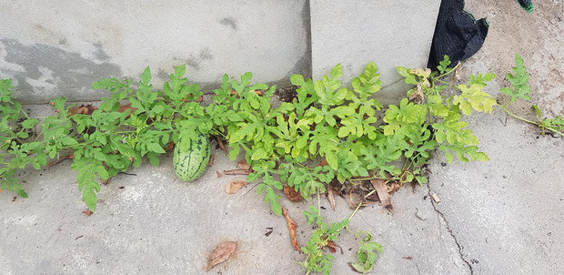 Cây dưa hấu nghị lực mọc trên sàn nhà xi măng, nhưng vẫn ra được một trái xinh xắn.