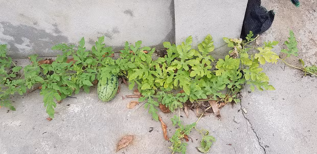 Cây dưa hấu nghị lực mọc trên sàn nhà xi măng, nhưng vẫn ra được một trái xinh xắn.