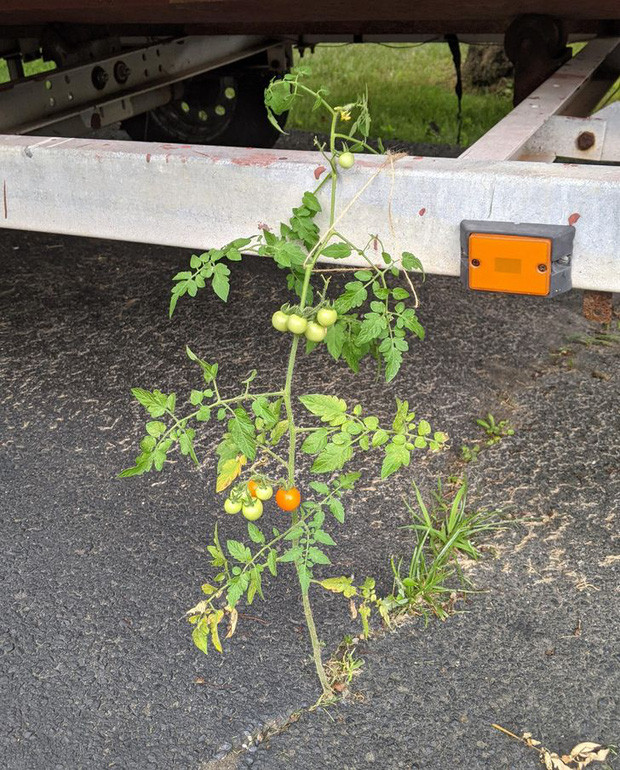 Cây cà chua đầy nghị lực sống mọc ngay giữa đường nhựa.