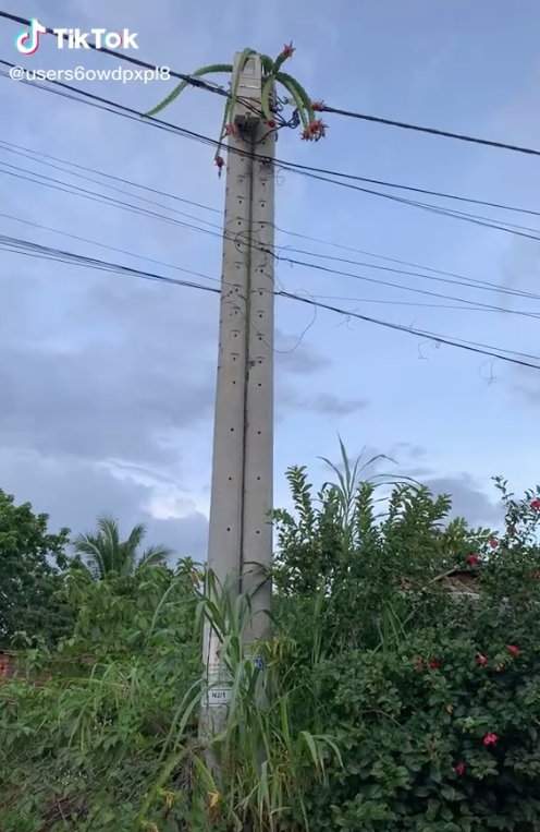 Chẳng hạn như cây thanh long này sai trĩu quả nhưng lại nằm trên đỉnh của cây cột điện. Không ai dám trèo lên lấy vì quá nguy hiểm.