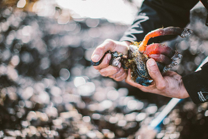 Loài động vật này cần được thu hoạch trực tiếp mới đảm bảo hương vị tươi ngon, chinh phục thực khách trên bàn tiệc. Vì thế, "thợ săn" hà ngỗng chỉ có thể bắt đầu công việc khi có đơn đặt hàng. Ảnh: Ha'oom.