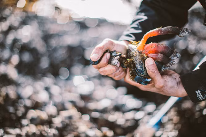 Loài động vật này cần được thu hoạch trực tiếp mới đảm bảo hương vị tươi ngon, chinh phục thực khách trên bàn tiệc. Vì thế, "thợ săn" hà ngỗng chỉ có thể bắt đầu công việc khi có đơn đặt hàng. Ảnh: Ha'oom.