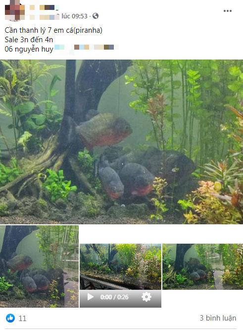 Dang so... loai ca canh an thit nguoi duoc mua ban tran lan